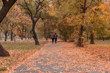 Sonbahar parkı. Renkli yemyeşil yapraklar ağaçlar.