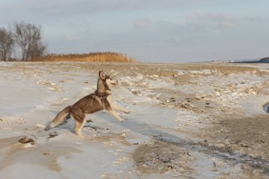 Husky yavrusu bir karda oynarken.
