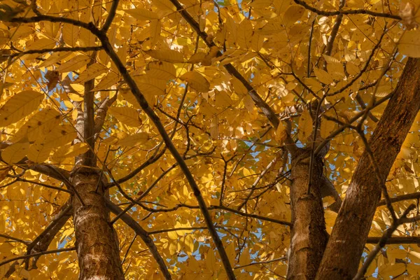 Κίτρινα φύλλα δέντρου σε φόντο μπλε ουρανού. — Φωτογραφία Αρχείου