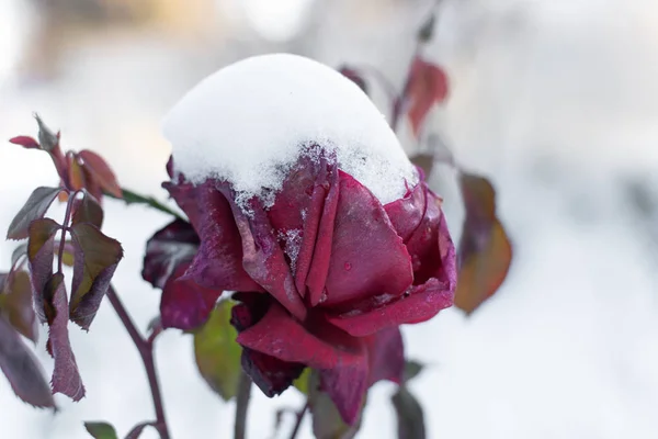 Rosa vermelha congelada na neve . — Fotografia de Stock