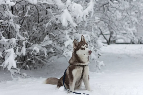 Husky pies siedzi w snowy parku. — Zdjęcie stockowe