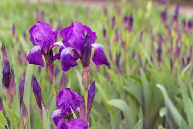 Fleur de lis çiçek yatağı. Çiçek de luce çiçeklenme.