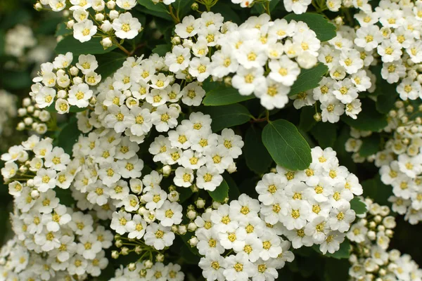 Arbusto de Spirea com flor de flores brancas . — Fotografia de Stock