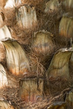Palmiye ağacı kabuğu dokusu.