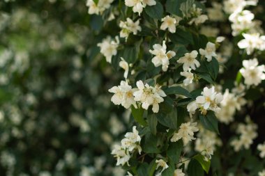 Yasemin çiçek Bush arka plan çekim.