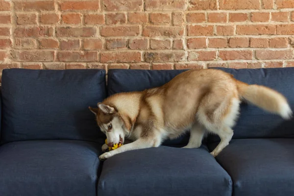 Husky perro está sentado en un sofá cerca de fondo de la pared de ladrillo . — Foto de Stock