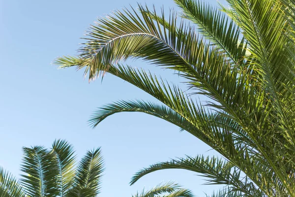 Palm bladeren op een hemel blauwe achtergrond. — Stockfoto