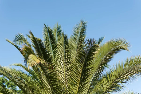 Foglie di palma su sfondo azzurro cielo . — Foto Stock