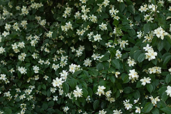 Jasmine fiore cespuglio sfondo primo piano . — Foto Stock