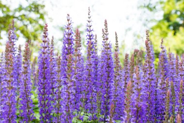 Lavanta çiçeği yakın plan. 