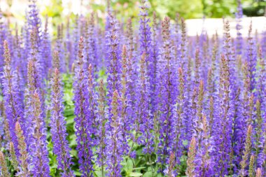 Lavanta çiçeği yakın plan. 