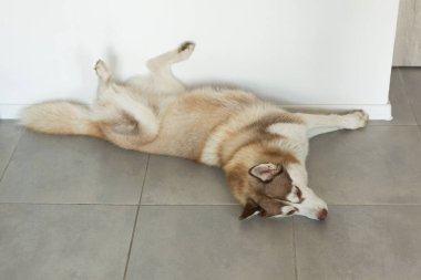 Husky köpek komik kapalı uyku.