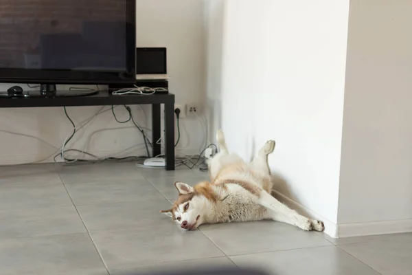 Husky perro es divertido dormir en el interior . — Foto de Stock