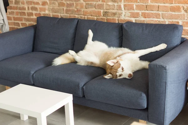 Husky perro es divertido dormir en el interior . — Foto de Stock