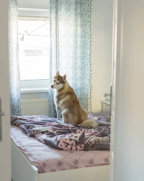 Brown perro husky esperando solo en casa . — Foto de Stock