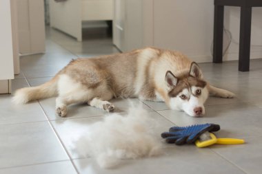 Sibirya husky onun kürk ve köpek tarak yığını yerde yatıyor.