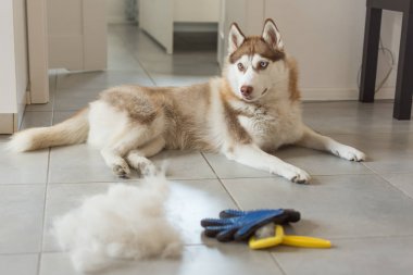 Sibirya husky onun kürk ve köpek tarak yığını yerde yatıyor.