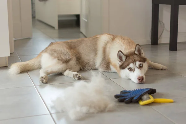 Sibirya husky onun kürk ve köpek tarak yığını yerde yatıyor.