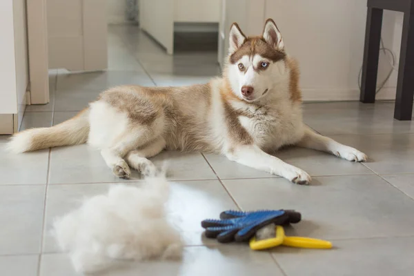 Siberiano husky se encuentra en el suelo en la pila de su pelo y peine de perro . — Foto de Stock