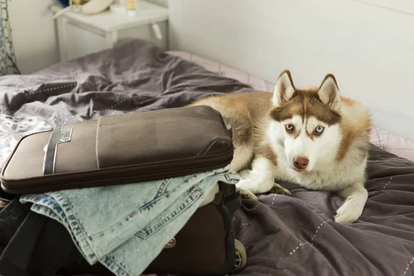 Husky perro está sentado en la parte superior de la cama con maleta . — Foto de Stock
