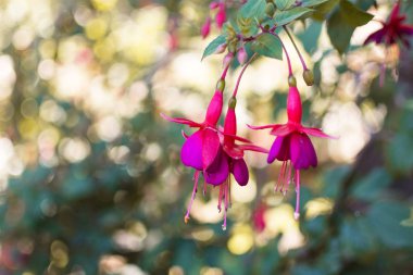 Fuşya çiçeği çalısı. Fuşya çiçekleri pembe, mor ve beyaz tonlarında.