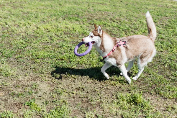 Güneşli bir günde husky köpek ve çekmece oyuncak açık ile römorkör oyunu oynayan adam.
