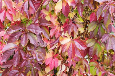 Renkli sonbahar Virginia sürüngen arka planı.