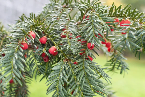 Χριστουγεννιάτικο Yew (Taxus Baccata) σε φρούτα με διάφανα κόκκινα μούρα. — Φωτογραφία Αρχείου