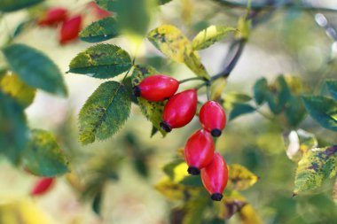 Meyveli yaban gülü çalıları.