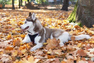 Mutlu boğuk köpek sonbaharda parktaki düşen akçaağaç yapraklarına uzanıp poz veriyor..
