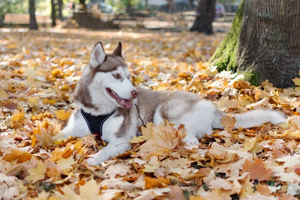 Happy husky dog lying down and posing in fallen maple leaves in the park in autumn.