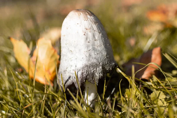 Belo cogumelo na grama, estação de outono. Pouco cogumelo fresco no musgo, crescendo na floresta de outono . — Fotografia de Stock