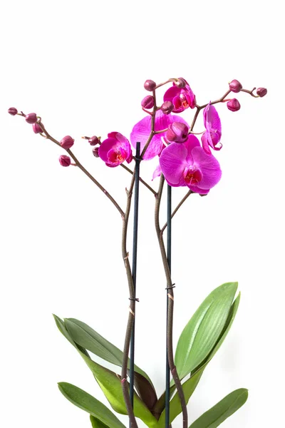 Orchideenzweig mit violetten Blüten isoliert auf weißem Hintergrund. — Stockfoto