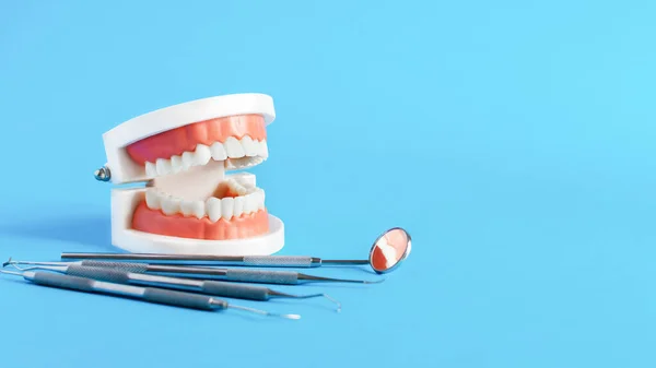 Modelo Dientes Dentales Con Herramientas Odontología Para Cuidado Dental Tratamiento —  Fotos de Stock