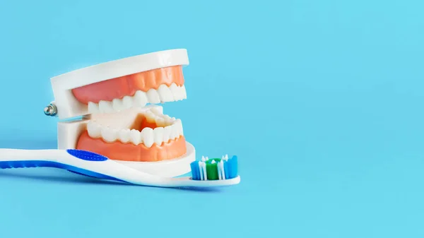 Modelo Dientes Cepillo Dientes Sobre Fondo Azul Concepto Cuidado Dental —  Fotos de Stock