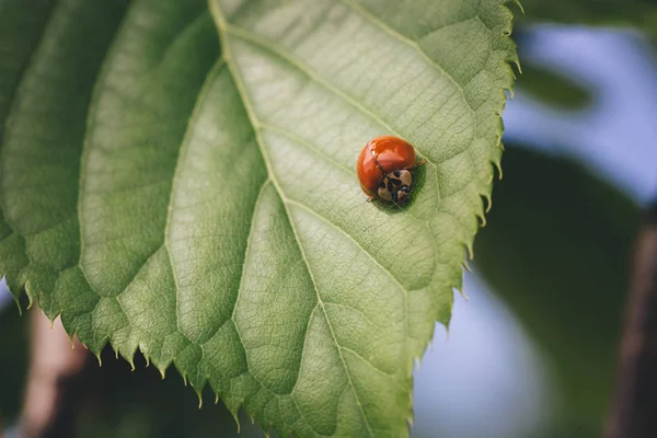 Rood Lieveheersbeestje Een Groene Raspberry Leaf — Stockfoto