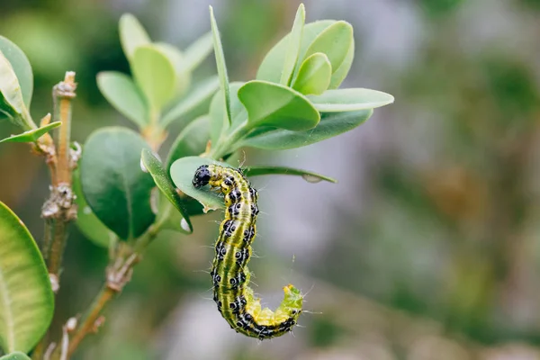 Cydalima Perspectalis Conocida Como Polilla Árbol Caja —  Fotos de Stock