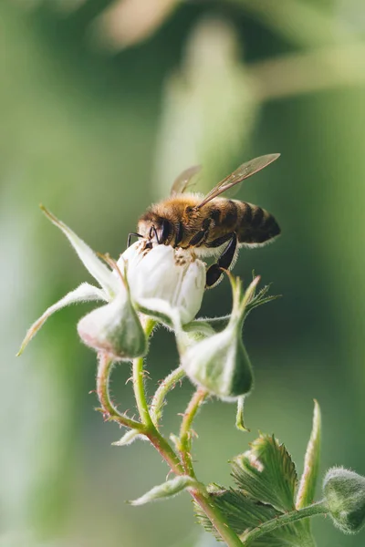 Close Van Een Honingbij Raspberry Bloemen Bestuiven — Stockfoto