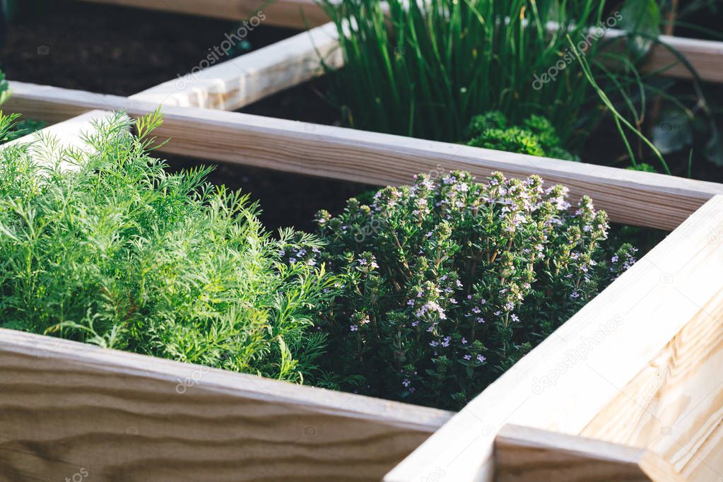 Aromatic herbs, dill, thyme, parsley and chive in a raised bed garden.