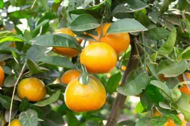 Güney Afrika Naartjie mandarin portakal veya mandalina var. Aldım, soyulmuş yenebilir ve tatlı bir meyve.