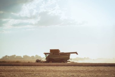 Buğday hasadını birleştirerek olgunlaşmış buğday toplar. Tarım. Buğday tarlaları. Genç çavdarlı bir tarlada gün batımı ya da bulutlu arka planda bir buğday. Manzara. Altın buğday