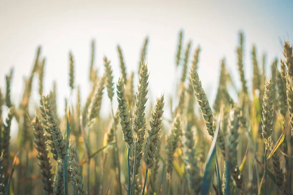 Agricultura. Campos de trigo. Puesta de sol en un campo con centeno joven o trigo en verano con fondo cielo nublado. Paisaje. Trigo Dorado. Campo de trigo al atardecer, escena agrícola nocturna. Hermosa naturaleza — Foto de Stock