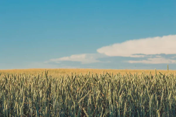 Zemědělství. Pšeničná pole. Západ slunce na poli s mladým žitem nebo pšenicí v létě s oblačným nebem. Krajina. Zlatá pšenice. Pšeničné pole při západu slunce, večerní zemědělská scéna. Krásná příroda — Stock fotografie