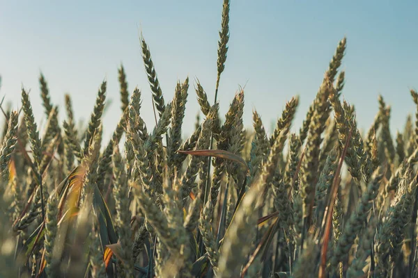 Agricultura. Campos de trigo. Puesta de sol en un campo con centeno joven o trigo en verano con fondo cielo nublado. Paisaje. Trigo Dorado. Campo de trigo al atardecer, escena agrícola nocturna. Hermosa naturaleza — Foto de Stock