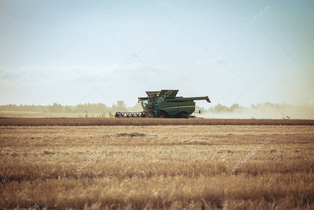 Combine harvester harvests ripe wheat. Agriculture. Wheat fields. Sunset on a field with young rye or wheat in summer with cloudy sky background. Landscape. Golden wheat