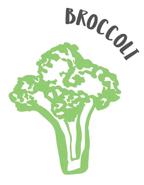 Dibujo Brócoli Pintado Mano Con Cepillo Tinta Aislado Sobre Fondo — Vector de stock