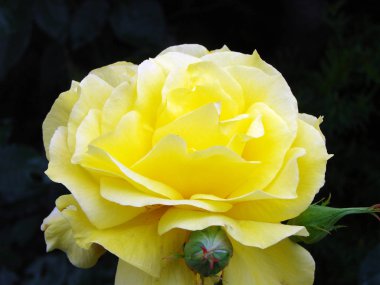 Siyah arkaplanda sarı bir gül                               