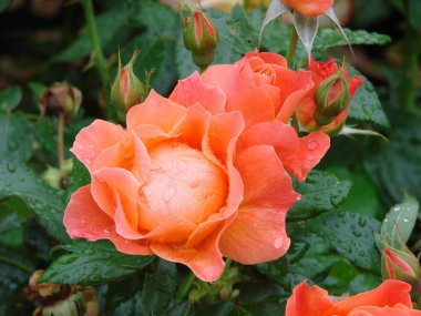 Damla yağmur ile yükseldi