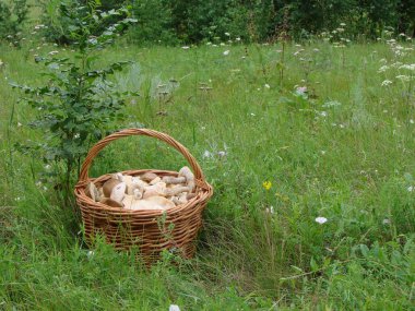 Mantar, Omsk bölge, Sibirya, Rusya Federasyonu