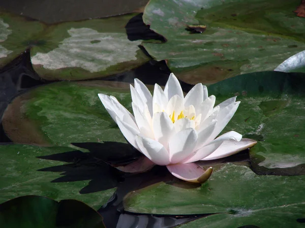 Lilia Wodna Arboretum Soczi Rosja — Zdjęcie stockowe